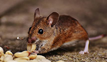 24 Hour & Emergency Exterminators in Relfs Bluff, AR